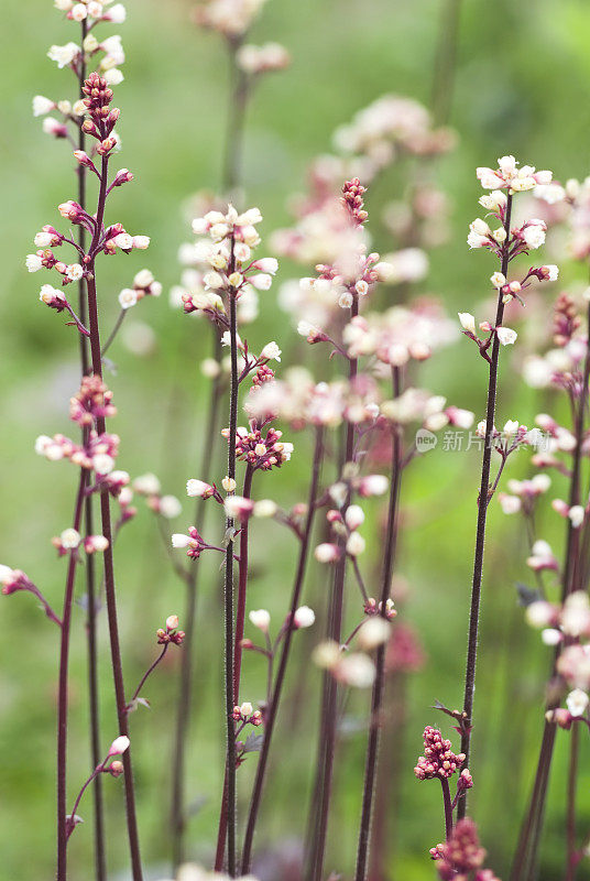 珊瑚钟(Heuchera) -七